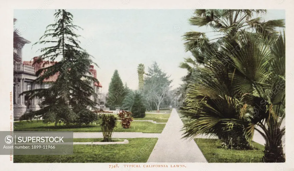 Typical California Lawns Postcard. ca. 1903, Typical California Lawns Postcard 