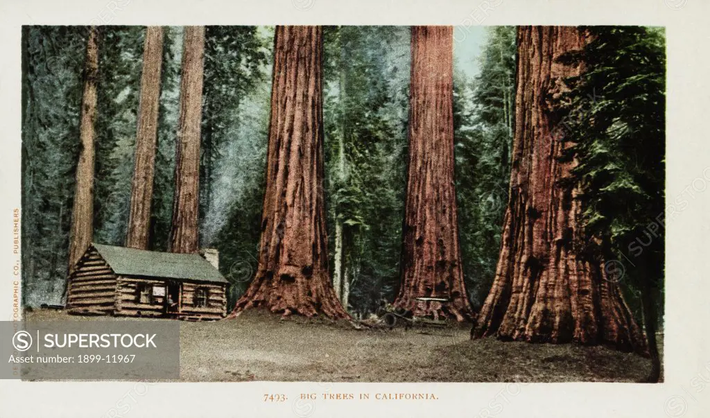 Big Trees in California Postcard. ca. 1900, Big Trees in California Postcard 