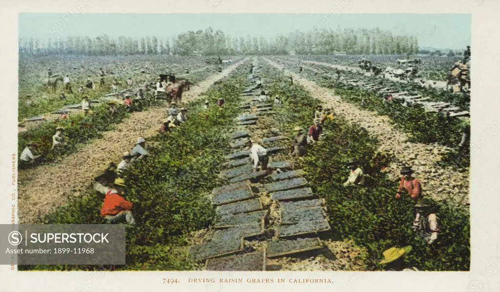 Drying Raisin Grapes in California Postcard. ca. 1900, Drying Raisin Grapes in California Postcard 