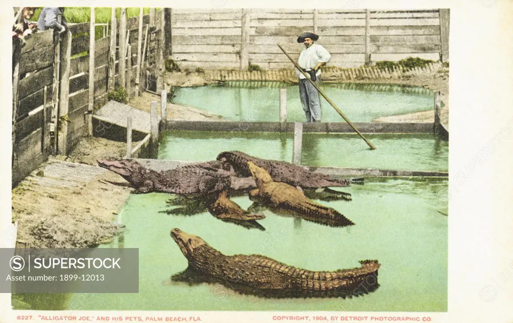 Alligator Joe,' and His Pets, Palm Beach, Fla. Postcard. 1904, 'Alligator Joe,' and His Pets, Palm Beach, Fla. Postcard 