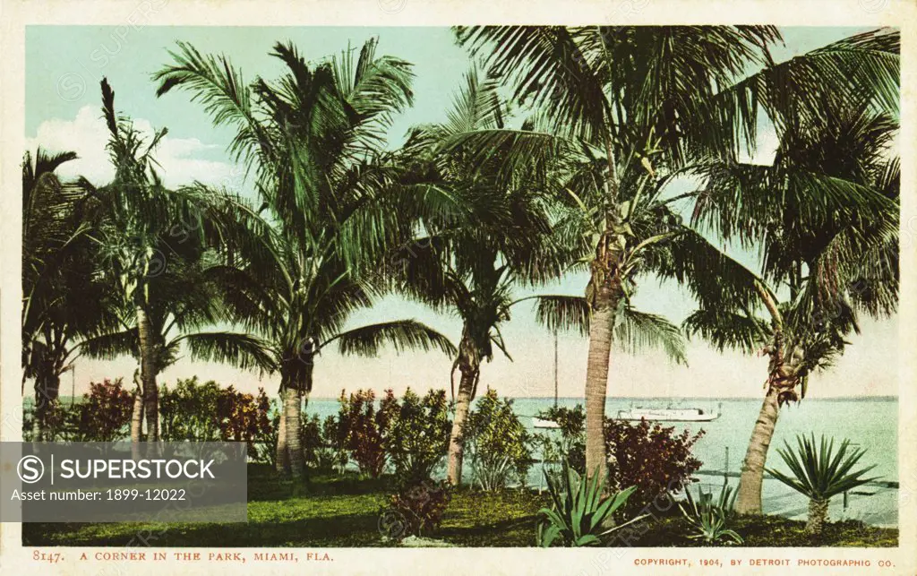 A Corner in the Park, Miami, Fla. Postcard. 1904, A Corner in the Park, Miami, Fla. Postcard 