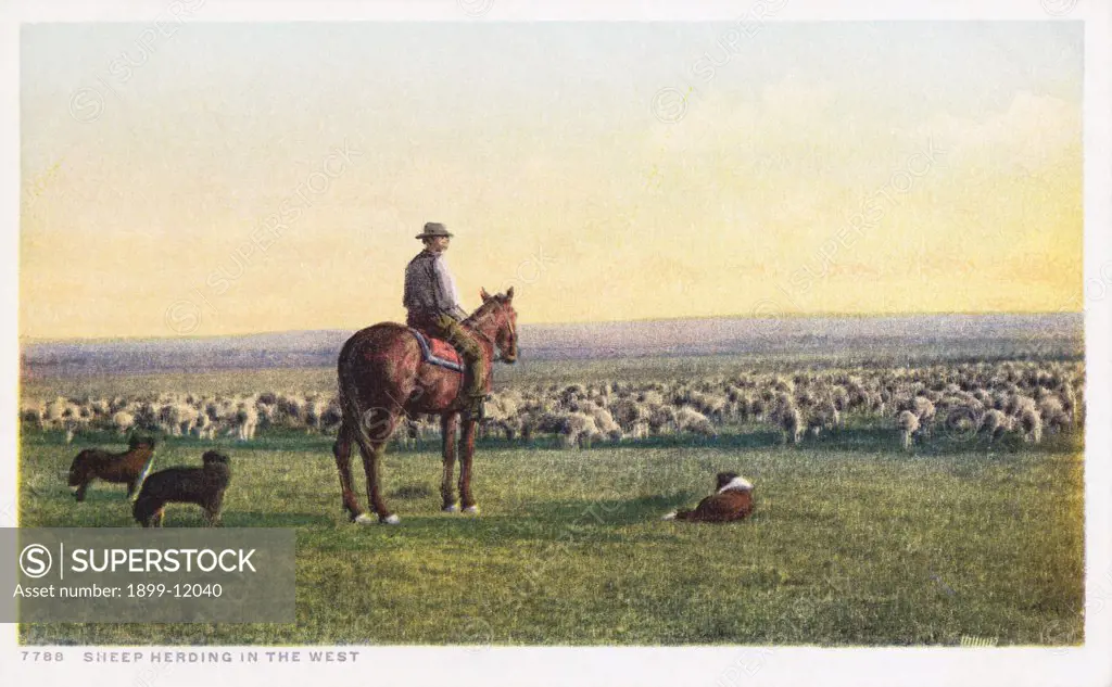 Sheep Herding in the West Postcard. Sheep Herding in the West Postcard 