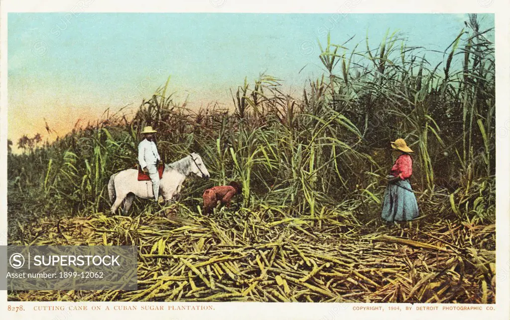 Cutting Cane on a Cuban Sugar Plantation Postcard. 1904, Cutting Cane on a Cuban Sugar Plantation Postcard 