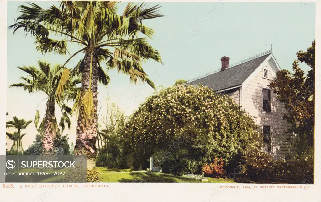A Rose Covered Porch, California Postcard. 1904, A Rose Covered Porch, California Postcard 