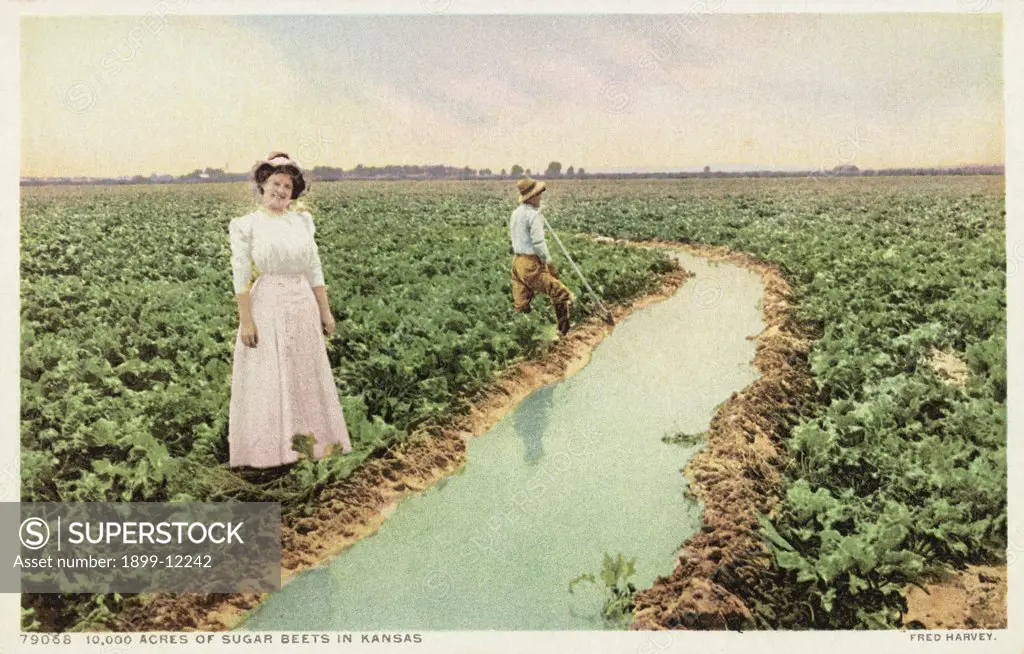 10,000 Acres of Sugar Beets in Kansas Postcard. ca. 1905-1939, 10,000 Acres of Sugar Beets in Kansas Postcard 