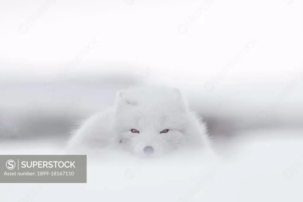 Arctic fox. in a storm. (Vulpes lagopus) Longyearbyen. Svalbard. Norway.Europe. (Photo by: Valerio Ferraro/REDA&CO/UIG)