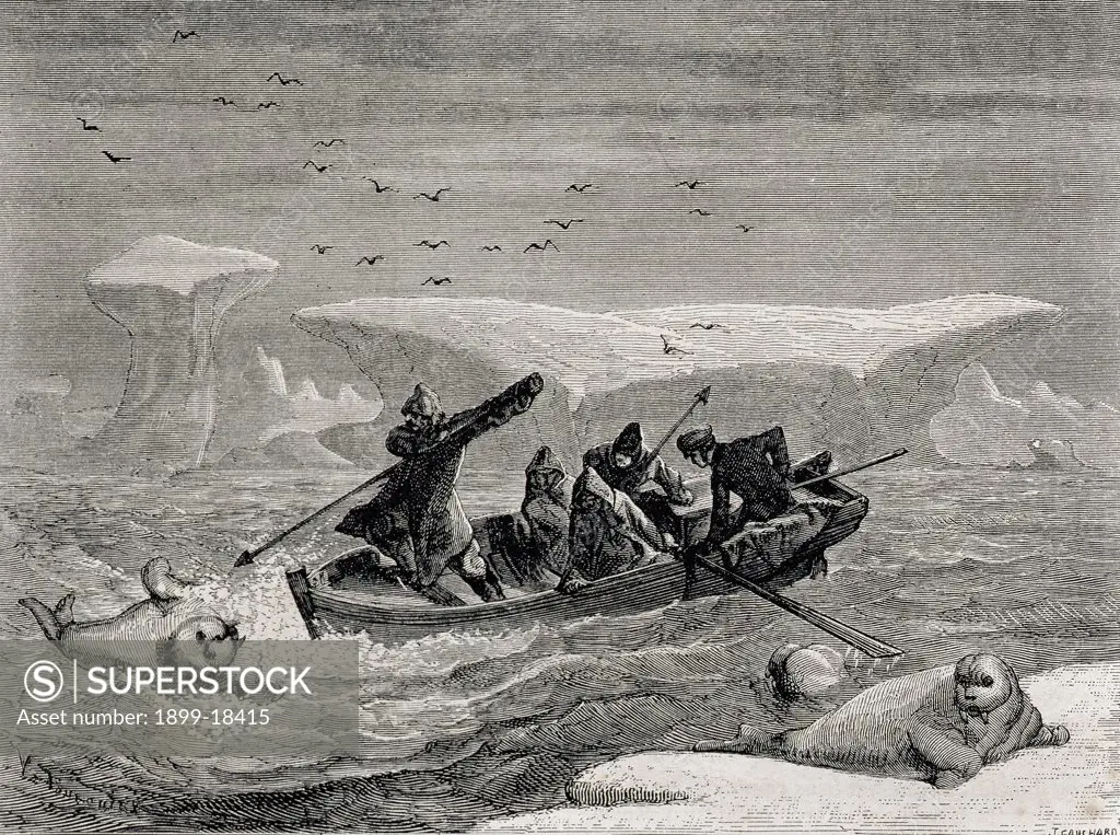 Hunting Walrus with Harpoons in the Spitsbergen Islands Svalbard archipelago 19th century engraving