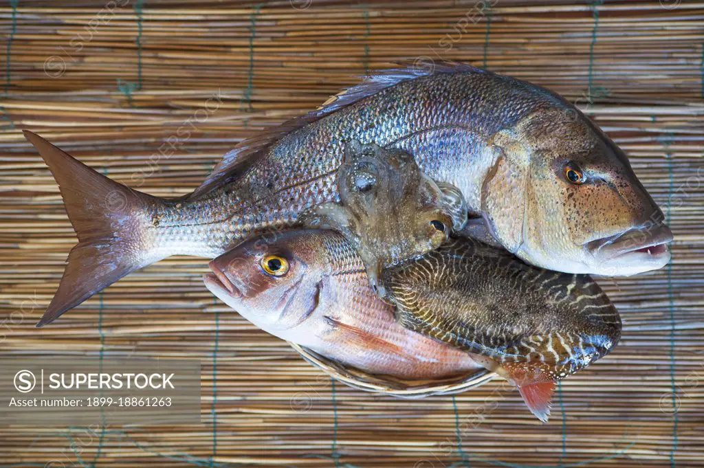Snapper, Pagro and Cuttlefish (Dentex dentex, Pagrus pagrus and Sepiidae Keferstein), Sardinia, Italy, Mediterranean Sea, Europe