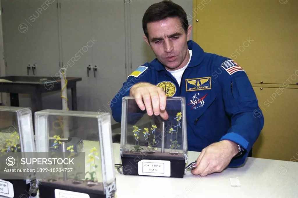 Participating in the Crew Equipment Integration Test (CEIT) at Kennedy Space Center is STS-87 Payload Specialist Leonid Kadenyuk of the National Space Agency of Ukraine (NSAU). Here, Cosmonaut Kadenyuk is inspecting flowers for pollination and fertilization, which will occur as part of the Collaborative Ukrainian Experiment, or CUE, aboard Columbia during its 16-day mission, scheduled to take off from KSCs Launch Pad 39-B on Nov. 19. The CUE experiment is a collection of 10 plant space biology experiments that will fly in Columbias middeck and feature an educational component that involves evaluating the effects of microgravity on the pollinating Brassica rapa seedlings. Students in Ukrainian and American schools will participate in the same experiment on the ground and have several live opportunities to discuss the experiment with Kadenyuk in Space. Kadenyuk of the Ukraine will be flying his first Shuttle mission on STS-87. 