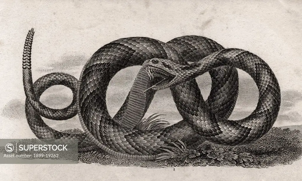 Banded rattlesnake Crotalus Horridus From a 17th century print