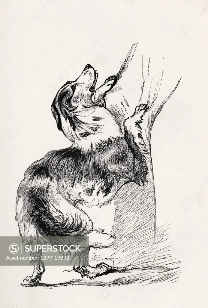 Half bred Shepherd Dog caressing his master. Illustration by Mr. A. May from the book The Expression of The Emotions in Man and Animals by Charles Darwin, from the popular edition published 1904.
