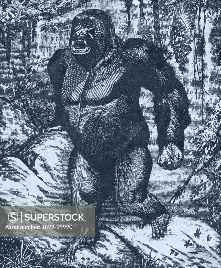 Gorilla. From Los Animales del Universo: Su vida y sus costumbres, published cerca 1921