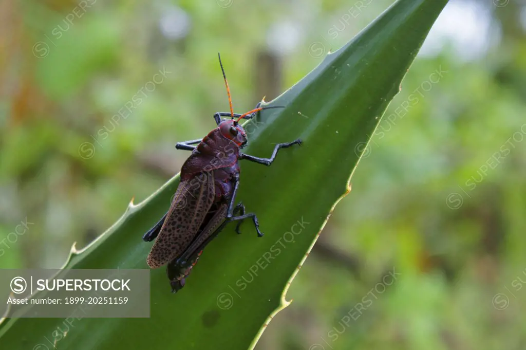 Grasshopper in the mountains above Turrialba, Costa Rica.