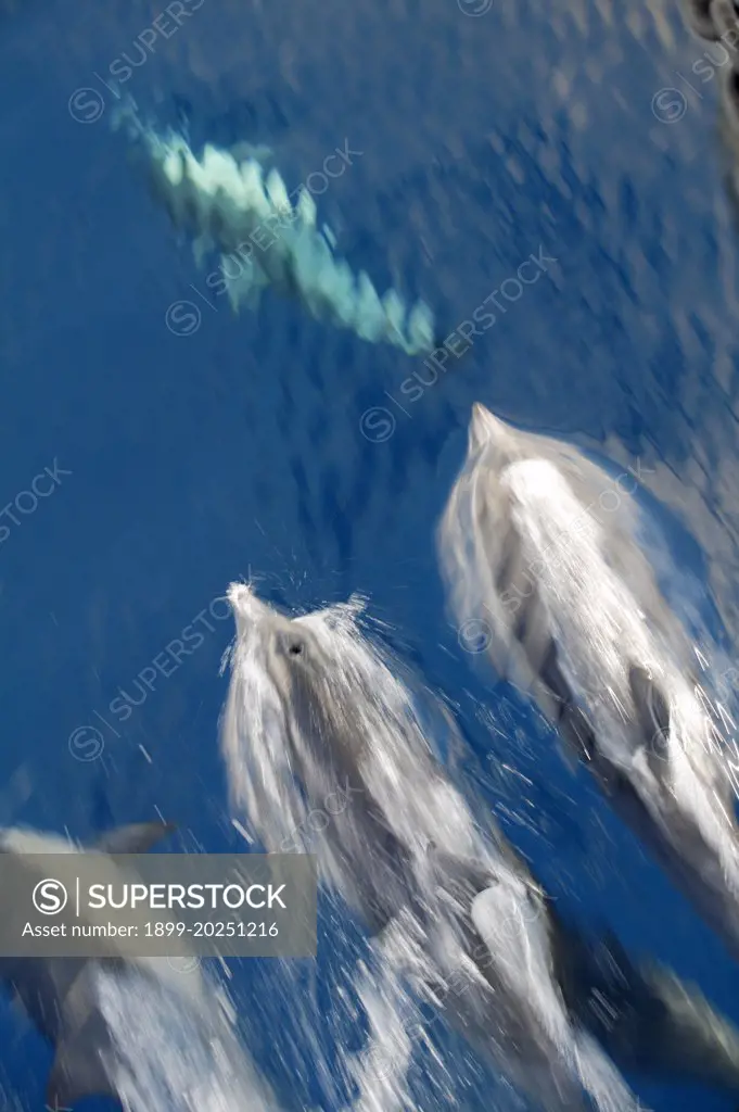 Dolphins at sea near the Channel Islands, California.          