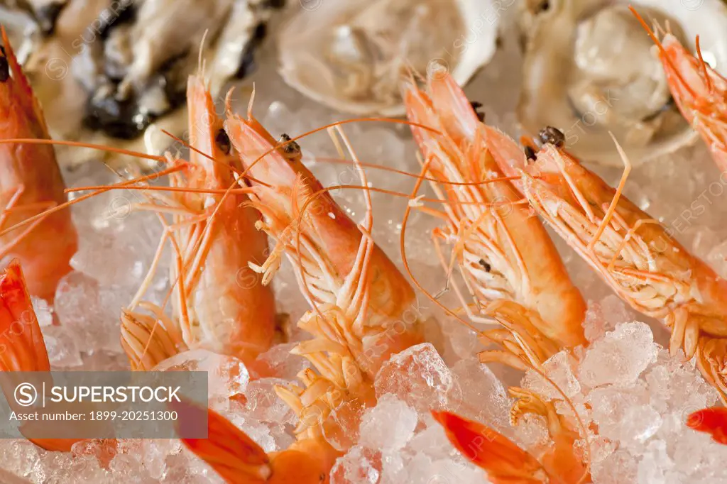 shrimp and oysters on a bed of ice, Santa Barbara, California, United States of America