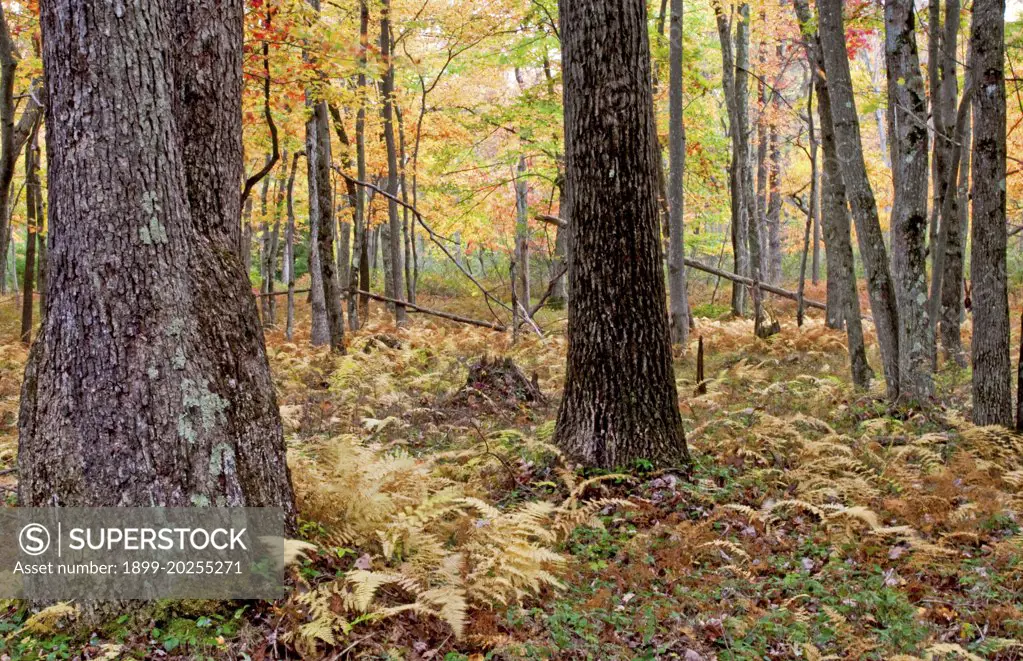 Forest Interior, Early Autumn, Pocono Mountains, Pennsylvania