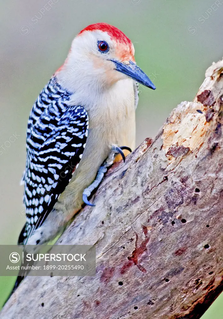 Red Bellied Woodpecker on Insect-damaged Tree Stump