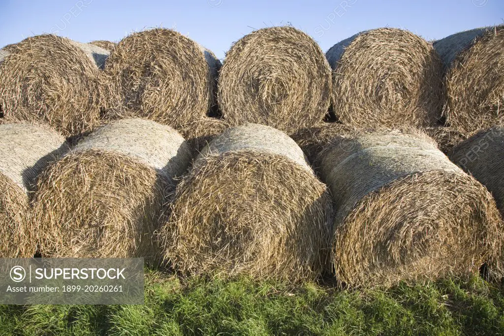Stacked round straw bales and blue sky and green grass, Suffolk, England