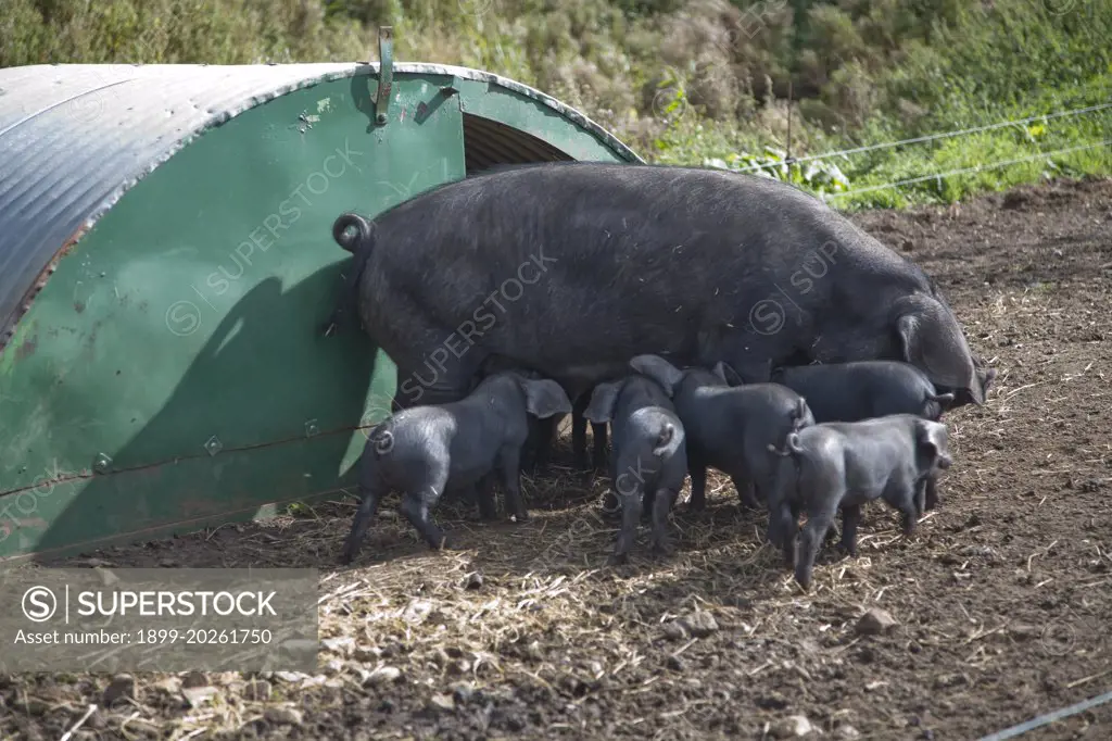 Suffolk large black pig sow weaning her piglets at the Suffolk Punch Trust, Hollesley, Suffolk, England