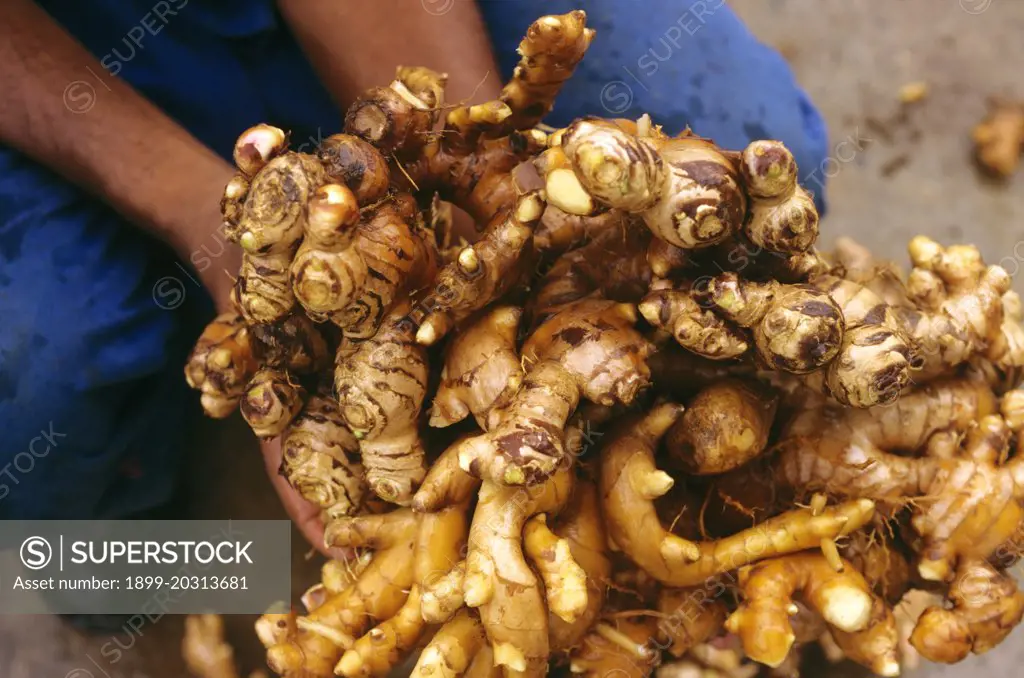 Ginger  (Zingiber officinale),  harvested rhizomes.  Suva, Fiji