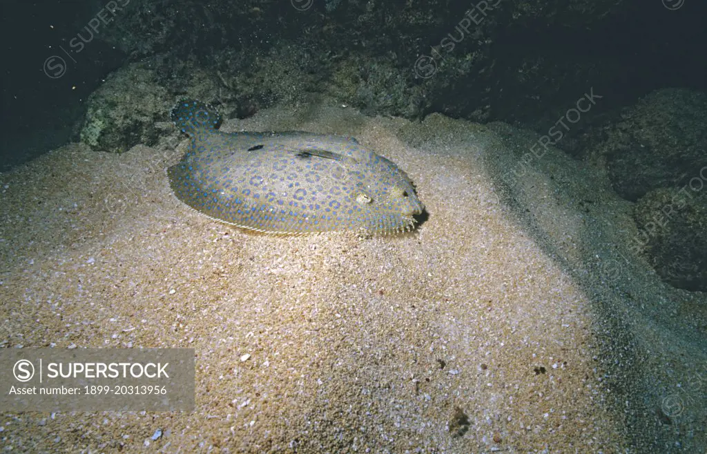 Leopard flounder Bothus pantherinus Great Barrier Reef, Queensland, Australia