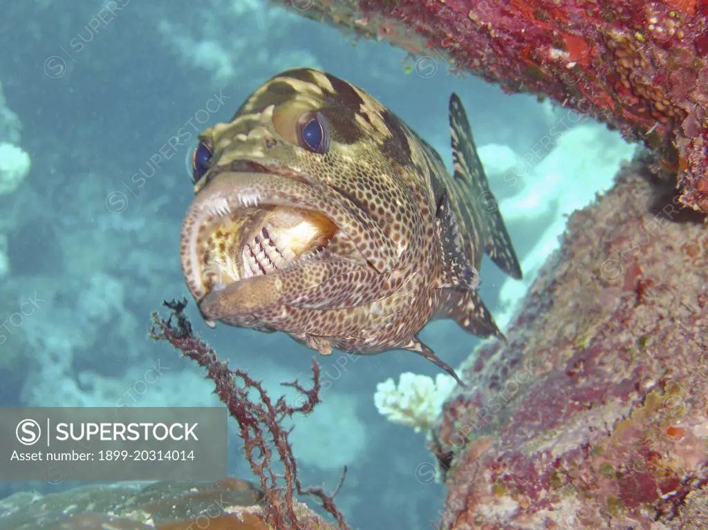 Rock cod being cleaned at cleaning station. Agincourt Reef, Great Barrier Reef Marine Park, Queensland, Australia. 