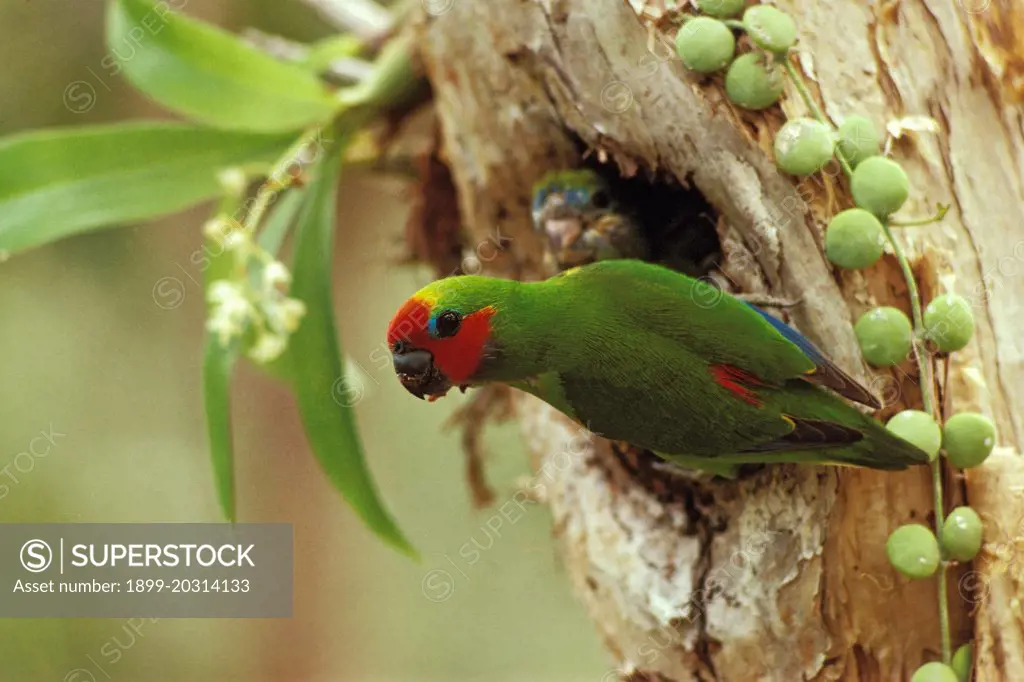 Double-eyed fig parrot (Cyclopsitta diophthalma) male at nest, Queensland, Australia