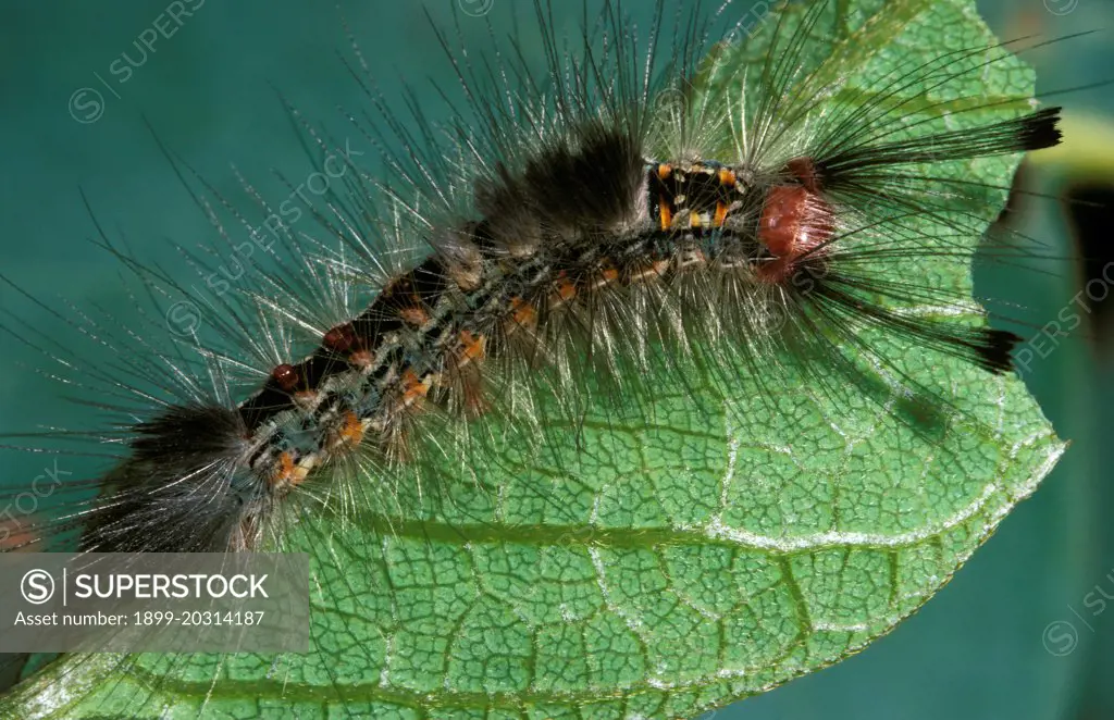 Tussock moth (Teia anartoides) larva, Australia