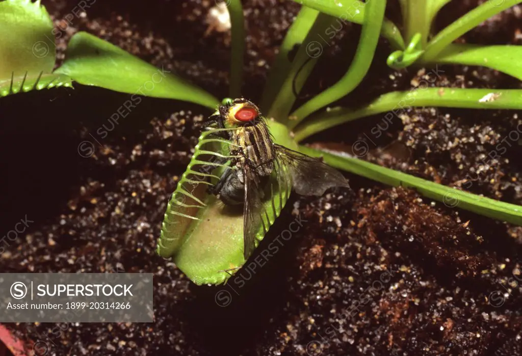 Venus flytrap (Dionaea muscipulata) with captured fly. Vulnerable in the wild, Origin: North and South Carolina, USA, now grown worldwide