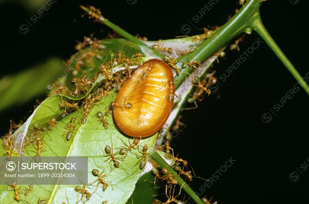 Ant butterfly (Liphyra brassolis) larva predatory on Weaver ants  (Oecophylla smaragdina virescens) entering ants' nest to seek and devour their larvae, Tropical Queensland, Australia