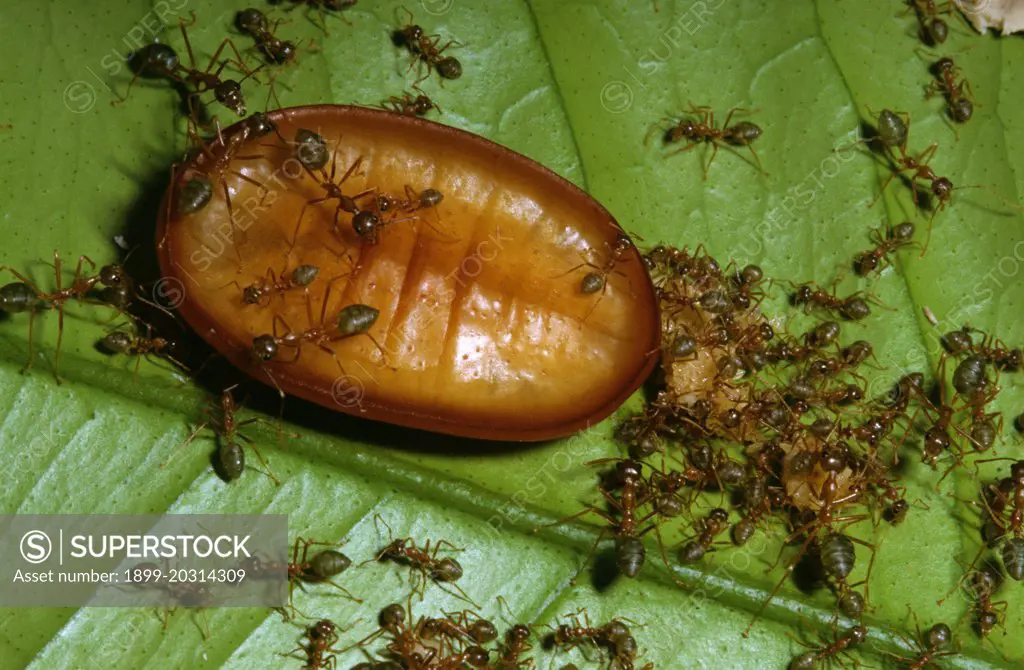 Ant butterfly (Liphyra brassolis) larva predatory on Weaver ants  (Oecophylla smaragdina virescens) with workers and brood of Weaver ants , Tropical Queensland, Australia
