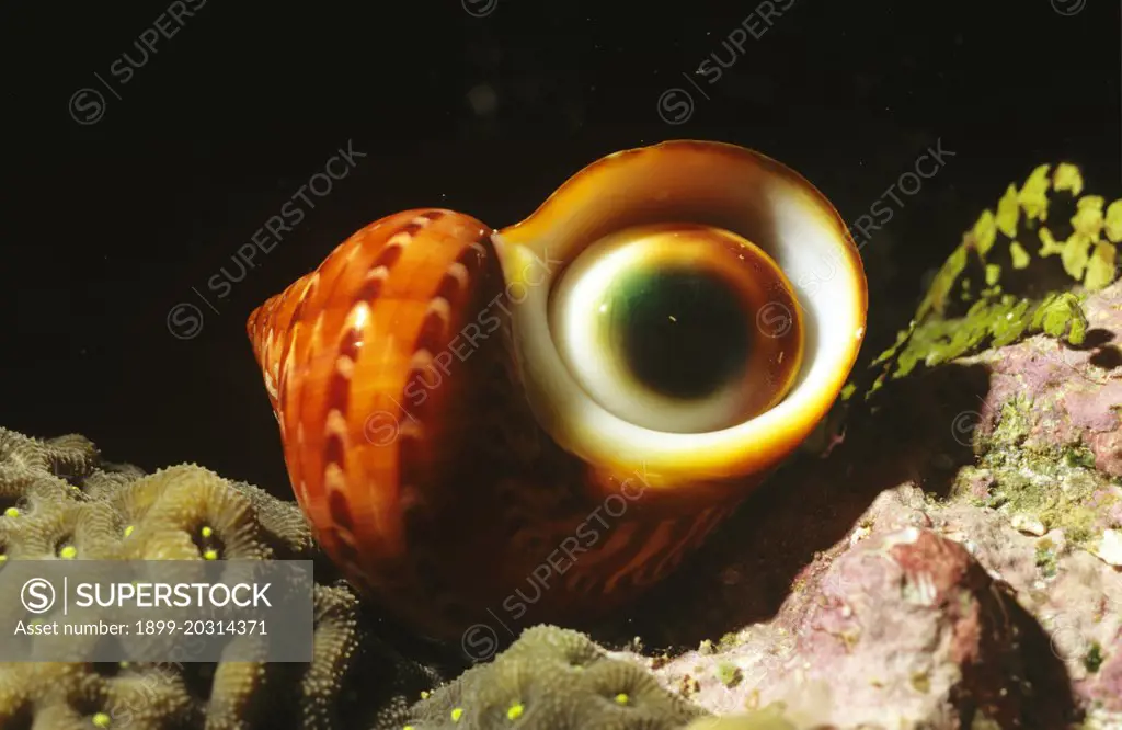 A turban shell  (Turbo petholatus),  Osprey Reef, Coral Sea, Australia