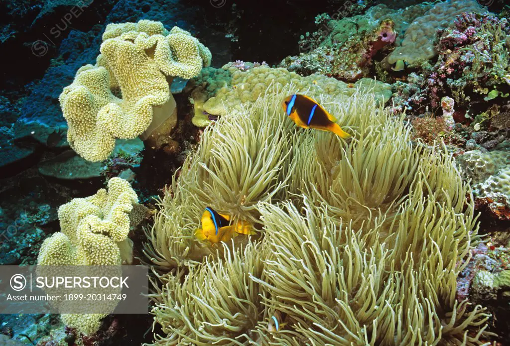Orangefin anemonefish (Amphiprion chrysopterus) in host anemone, Queensland, Australia