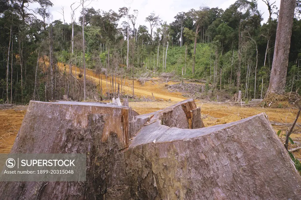 Clearfelled tropical rainforest Kalimantan Barat, Kalimantan, Indonesia