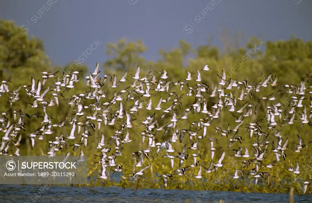 Migrant shorebirds (waders), mainly Black-tailed godwit & Red knot (Limosa limosa, Calidris canutus) Gulf of Carpentaria, Queensland, Australia