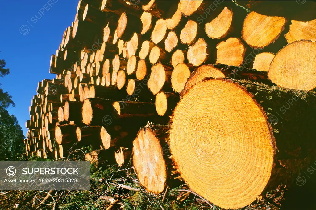 Logs of Slash pine  (Pinus elliottii)  in stockpile awaiting transportation to a mill. Softwood plantations supplement the extensive hardwood timber resources of Australia in a renewable industry, but both are controversial resource uses that can impact natural heritage if mismanaged.  Southeastern Australia