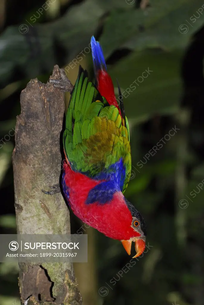 Black-capped lory (Lorius lory) in controlled conditions, Bali Bird Park, Bali, Indonesia
