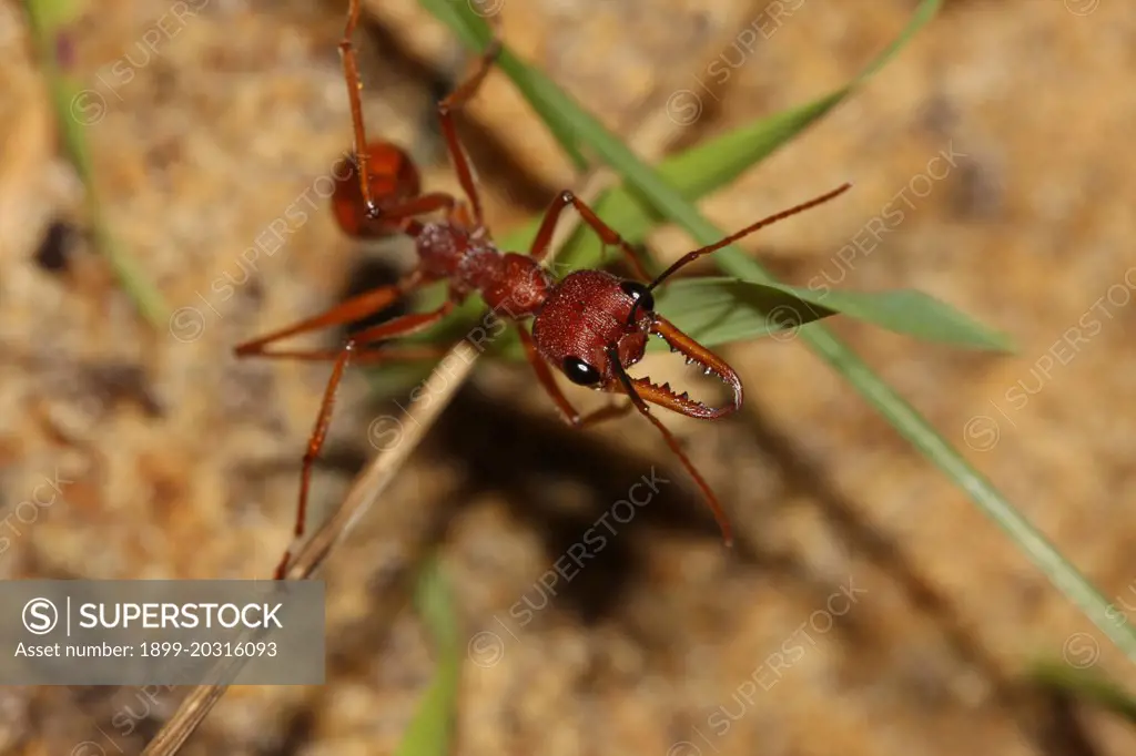 Bull ant  (Myrmecia sp.),  grows to 25 mm long and is capable of inflicting a very painful bite.   Yalgorup National Park, Western Australia.
