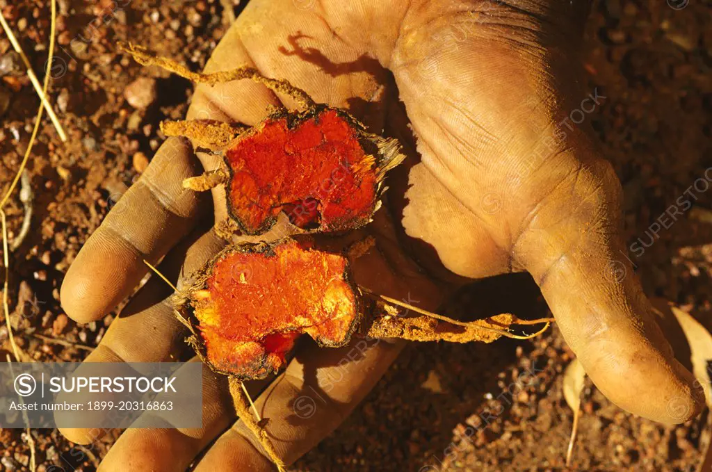 Scarlet bloodroot  (Haemodorum coccineum),  roots, source of Aboriginal dye, mulupiti. The red flowers are also used for dye, for woven bags and baskets.  Top End, Northern Territory, Australia