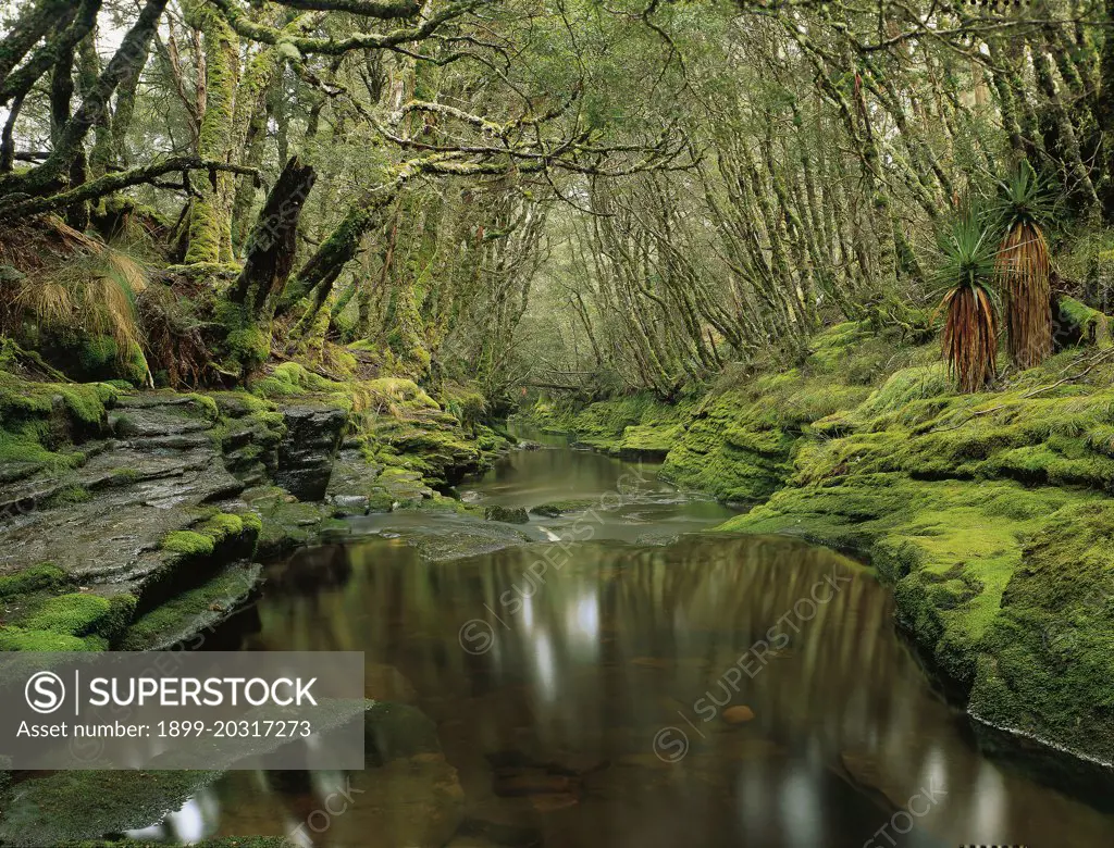 A creek, tributary of the Forth River Cradle Mountain-Lake St Clair National Park, Tasmania, Australia
