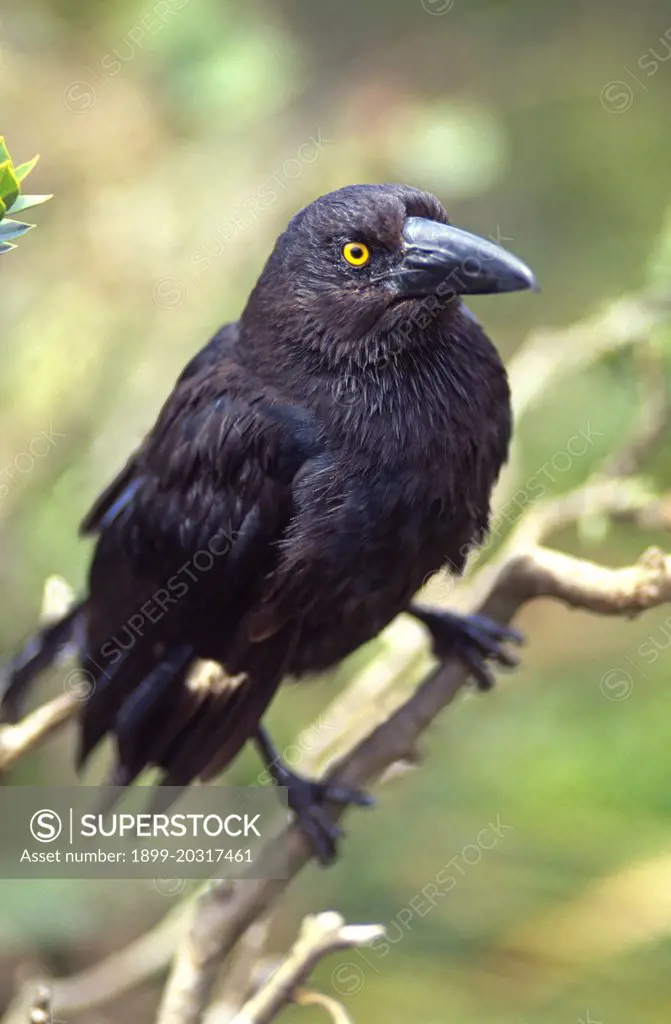 The Lord Howe Currawong is unique to the Island and is a common and inquisitive walking companion along the many forest trails, Australia