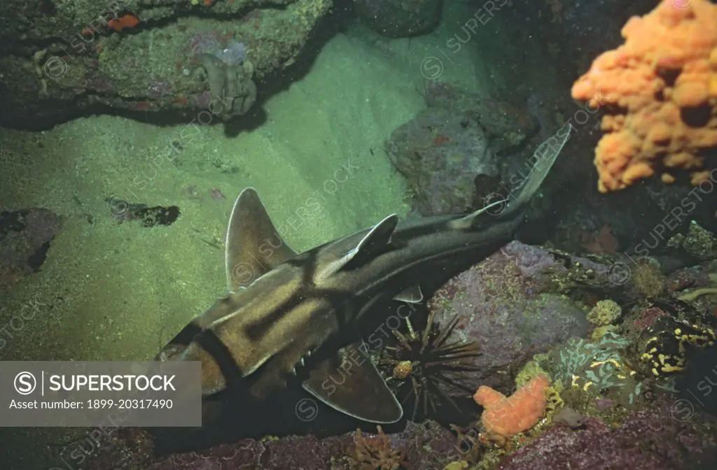 Port Jackson shark Heterodontus portusjacksoni 