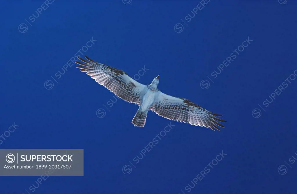 Osprey Pandion haliaetus in flight Shark Bay, Westrn Australia