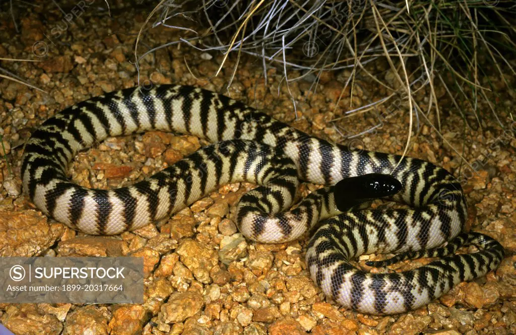 Black-headed python Aspidites melanocephalus on stony substrate Munjina Roadhouse, Pilbara region, Western Australia