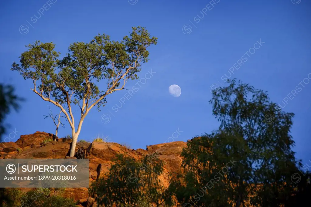Sparse vegetation on a ridge of the Constance Range.  Boodjamulla (Lawn Hill) National Park, northwest Queensland, Australia
