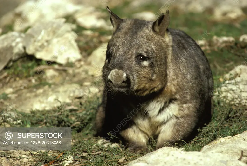 Southern hairy-nosed wombat (Lasiorhinus latifrons) single. Endangered., South Australia, Confined to a few small areas in South Australia, largely on the Nullarbor Plain