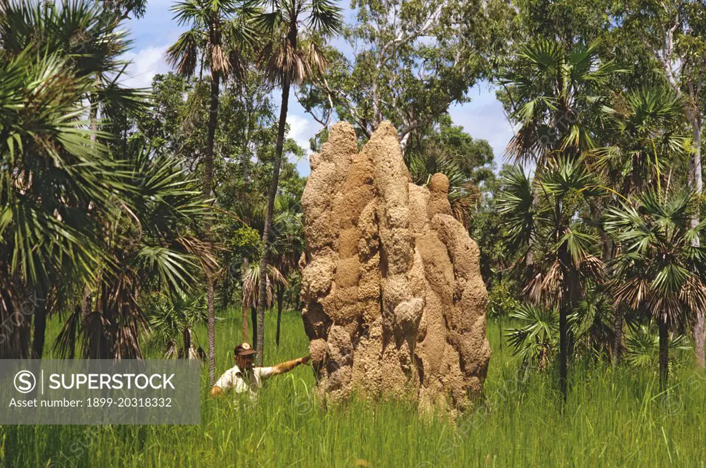 Termite mound probably Nasutitermes triodiae with person for scale Arnhem Highway, Northern Territory, Australia