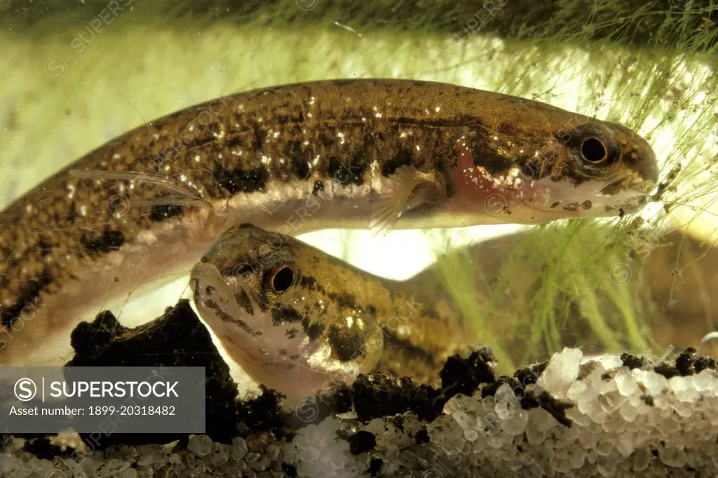 Salamander fish (Lepidogalaxias salamandroides) Northcliffe