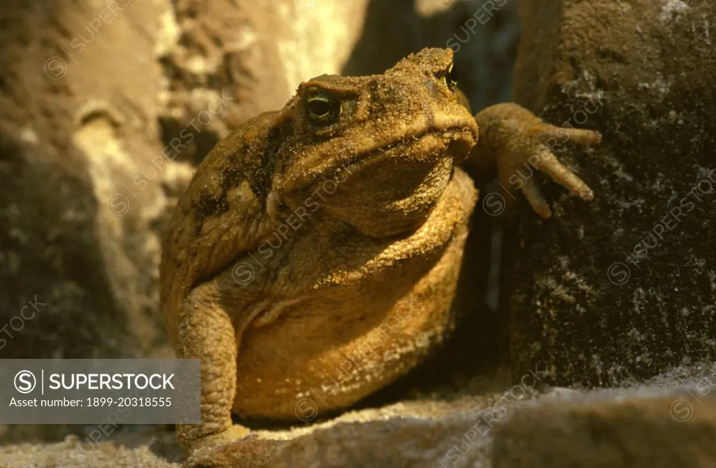 Cane toad (Giant toad, Marine toad) (Bufo marinus) covered with sand, Australia