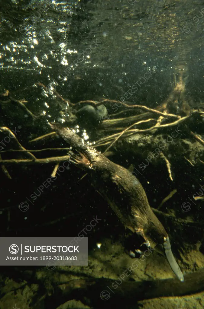 Platypus (Ornithorhynchus anatinus) diving under water, New South Wales, Australia, eastern Australia from north Queensland to Tasmania